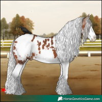 Horse Color:White Spotted Silver Brown Splash Appaloosa