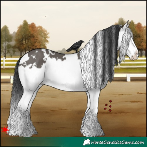 Horse Color:White Spotted Grullo Splash 