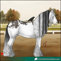 Horse Color:White Spotted Grullo Splash 