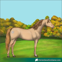 Horse Color:Red Dun 