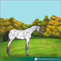 Horse Color:Blue Ice Roan Appaloosa 