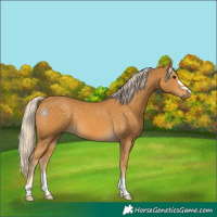 Horse Color:Palomino 