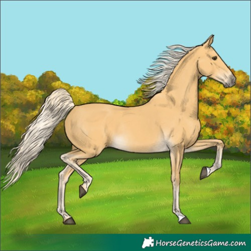Horse Color:Palomino Rabicano
