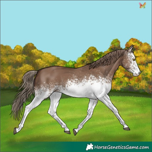 Horse Color:White Spotted Liver Red Dun