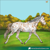 Horse Color:Chestnut Near Leopard 