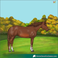 Horse Color:Chestnut Sabino 