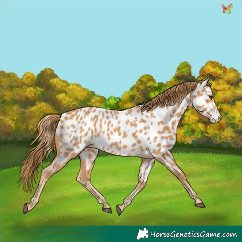Horse Color:Chestnut Appaloosa 