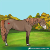 Horse Color:Liver Red Dun Sabino Rabicano