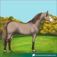 Horse Color:Liver Red Dun Sabino Rabicano 