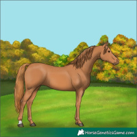 Horse Color:Chestnut 