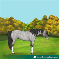 Horse Color:Grullo Roan Splash