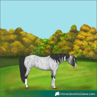 Horse Color:Blue Roan Splash