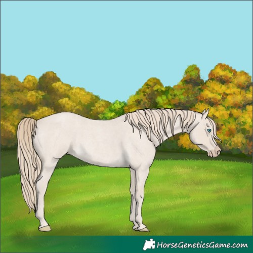 Horse Color:Smoky Creme Roan 