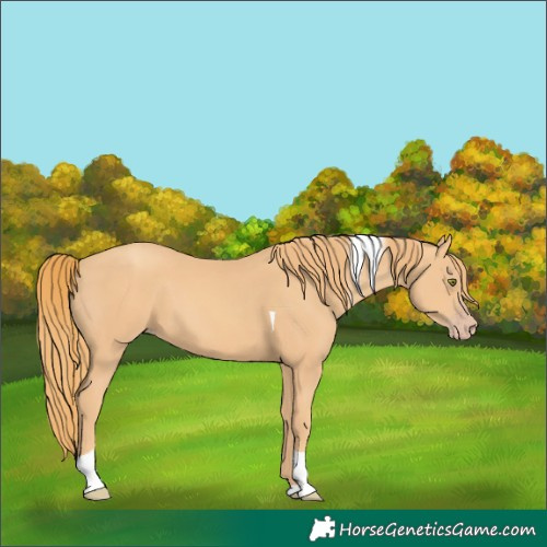 Horse Color:Gold Champagne Tobiano 