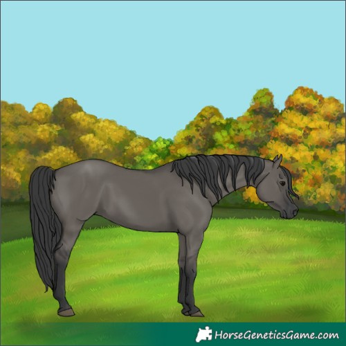 Horse Color:Grullo Rabicano