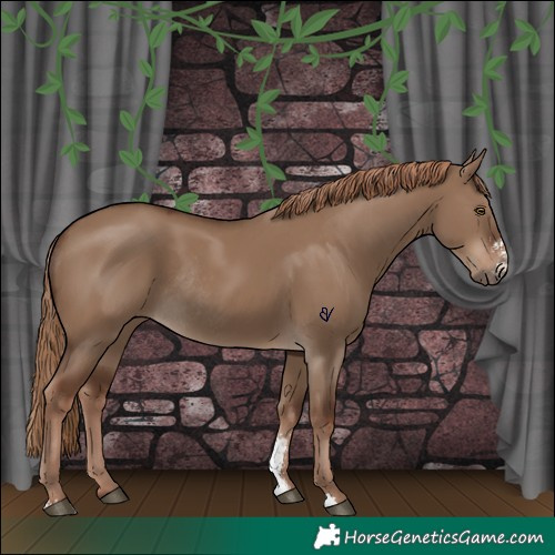 Horse Color:Liver Red Dun Sabino Rabicano 