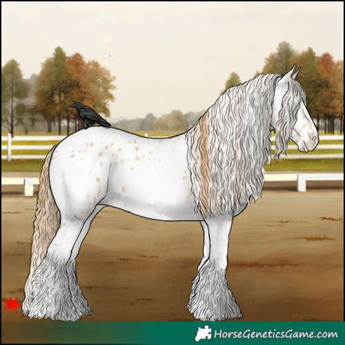 Horse Color:White Spotted Red Dun Appaloosa 