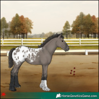 Horse Color:Grullo Appaloosa 