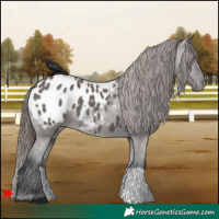 Horse Color:Grullo Blanket 