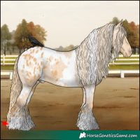 Horse Color:White Spotted Chestnut Appaloosa