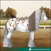 Horse Color:White Spotted Bay Splash Near Leopard