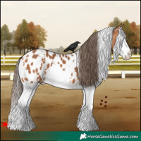Horse Color:White Spotted Bay Splash Appaloosa 