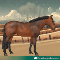 Horse Color:Bay 
