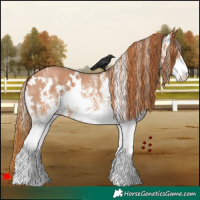 Horse Color:White Spotted Chestnut