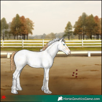 Horse Color:White Spotted Buckskin Roan Pearl Dun Appaloosa 