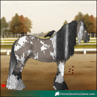 Horse Color:White Spotted Grullo