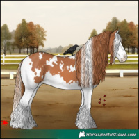 Horse Color:White Spotted Chestnut Splash 
