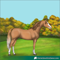 Horse Color:Chestnut Splash 