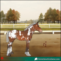 Horse Color:White Spotted Silver Brown Appaloosa 