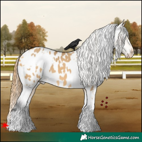 Horse Color:White Spotted Buckskin Dun Appaloosa 