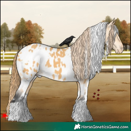 Horse Color:White Spotted Buckskin Dun Appaloosa