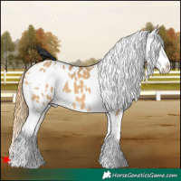 Horse Color:White Spotted Buckskin Dun Appaloosa 