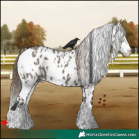 Horse Color:White Spotted Grullo Appaloosa 