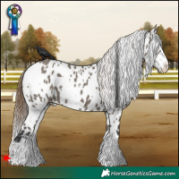 Horse Color:White Spotted Grullo Appaloosa 