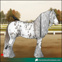 Horse Color:White Spotted Grullo Appaloosa 