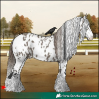 Horse Color:White Spotted Grullo Appaloosa