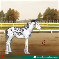 Horse Color:White Spotted Black Splash Appaloosa 