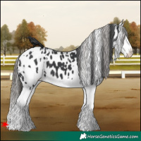 Horse Color:White Spotted Black Splash Appaloosa 