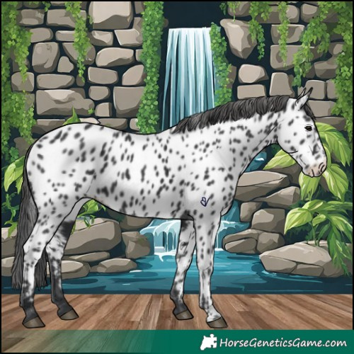Horse Color:Black Appaloosa