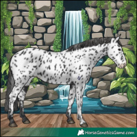 Horse Color:Black Near Leopard 