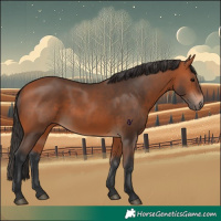 Horse Color:Bay 
