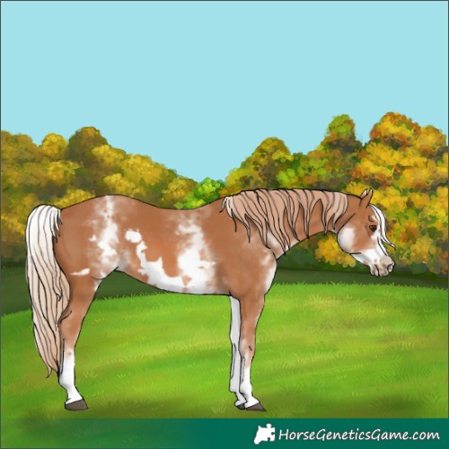 Horse Color:White Spotted Chestnut Frame 