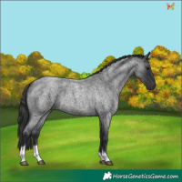 Horse Color:Blue Roan Tobiano 