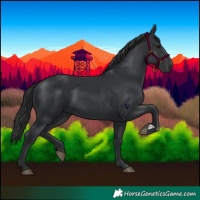 Horse Color:Black 