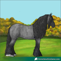Horse Color:Blue Roan 