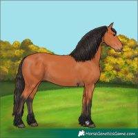 Horse Color:Bay 